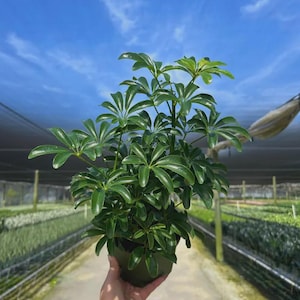 May include: A Schefflera arboricola plant, commonly known as a dwarf umbrella tree, featuring glossy, dark green, palmately compound leaves arranged in circular clusters on thin stems, potted in a simple dark green plastic nursery container.