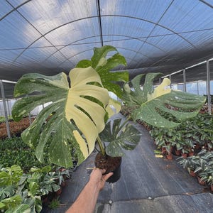 May include: A variegated Monstera plant in a black plastic pot, featuring large, deeply lobed leaves with distinct patterns of dark green and creamy white variegation. The plant is held up, displaying its foliage against a greenhouse background.