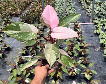 Pink Princess Philodendron | Beautiful Marble Variegation | Rare Live Tropical House plant | Rooted Easy Care Plant in 4 and 6 inch Pot