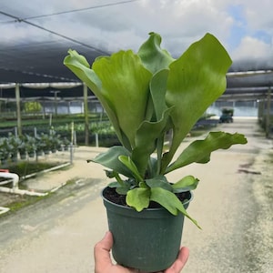 May include: A Platycerium bifurcatum, commonly known as a staghorn fern, featuring broad, upright, vibrant green fronds with smooth, wavy edges. The plant is potted in a simple, dark green plastic container filled with dark potting soil.