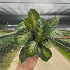 May include: A Calathea plant featuring broad, oval-shaped leaves with a variegated pattern of deep forest green and lighter lime green streaks. The foliage displays a distinct central vein and smooth edges, arranged in a dense, bushy cluster.