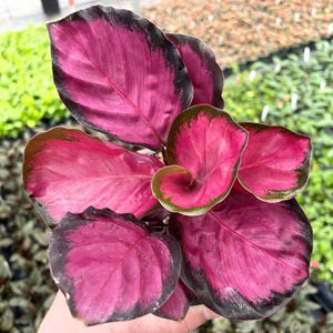May include: A vibrant houseplant featuring broad, oval-shaped leaves with a striking magenta and deep pink center. The foliage is edged with a dark, near-black border that follows the wavy margins of each leaf, creating a bold contrast.