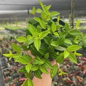 May include: A Peperomia puteolata plant with numerous small, pointed, lance-shaped leaves. The foliage is a vibrant lime green with distinct, dark green longitudinal stripes running parallel along the veins of each leaf, arranged on thin stems.