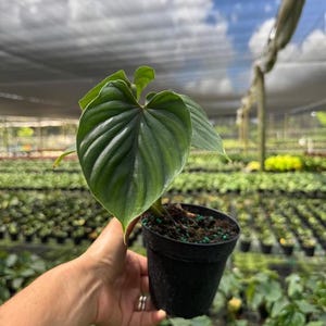May include: A Philodendron gloriosum plant with large, heart-shaped, dark green leaves featuring prominent light green veins, potted in a small black plastic container filled with dark soil and small green fertilizer pellets.