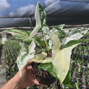 May include: A Syngonium podophyllum plant in a black plastic pot, featuring arrow-shaped leaves with variegated patterns of creamy white and deep green. The foliage displays a mix of solid white sections and speckled green and white areas.