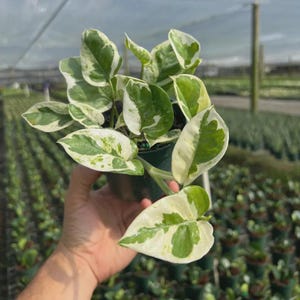 May include: A potted Epipremnum aureum plant featuring heart-shaped leaves with variegated patterns of creamy white and deep green. The plant is housed in a dark green plastic nursery pot, showcasing multiple stems with distinct foliage color variations.