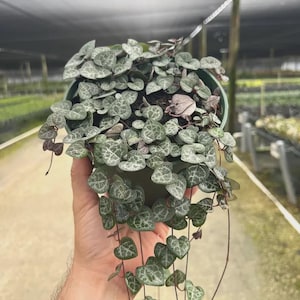 May include: A Ceropegia woodii plant, commonly known as a string of hearts, in a green plastic pot. The plant features numerous trailing stems with small, heart-shaped leaves that are variegated with shades of silver, grey, and dark green.