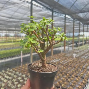 May include: A small jade plant with thick, woody stems and rounded, fleshy green leaves planted in a simple black plastic pot. The plant features a branching structure with multiple stems extending upward from the soil surface.