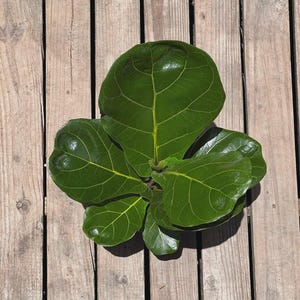 May include: A fiddle leaf fig plant featuring multiple large, glossy, dark green leaves with prominent light green veins. The plant has a central stem and a cluster of broad, violin-shaped foliage that radiates outward from the center point.