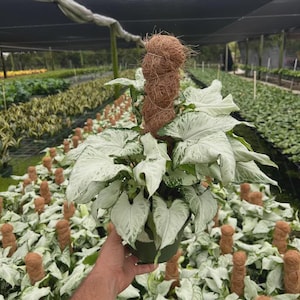 May include: A Syngonium plant with variegated white and green arrow-shaped leaves growing in a dark green plastic pot. A cylindrical brown coir moss pole is inserted into the center of the plant to provide vertical support for the foliage.