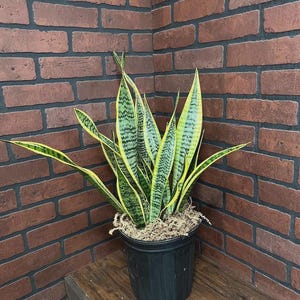 May include: A snake plant with long, upright, sword-shaped leaves featuring dark green horizontal bands and bright yellow margins. The plant is potted in a black plastic container filled with light brown decorative moss at the base.
