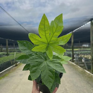 May include: A Fatsia japonica plant in a black plastic pot featuring glossy, deep green, palmately lobed leaves with distinct veins. The foliage displays a vibrant, light green hue where sunlight shines through the top leaf, highlighting the texture.