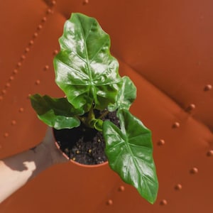 Alocasia Low Rider | Live Plant in 4" or 6" inch Pot | Elephant's Ear Plant | Rare Plant | Stunning Indoor Air Purifier