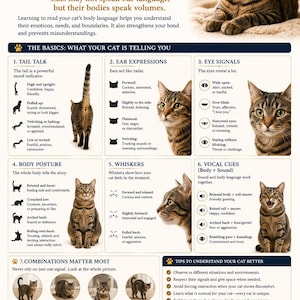 May include: Infographic explaining cat body language, with illustrations of cat postures, ear positions, and eye signals. Text details how to understand cat emotions and behaviour for improved bonding with your pet.