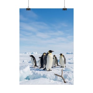 Affiche Pingouins en Hiver sous la Neige – Décoration Murale Faune Antarctique Calme