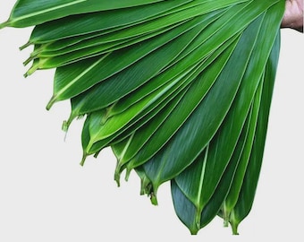 Dried Bamboo Leaves | Natural Botanical Herb for Herbal Tea, Crafts