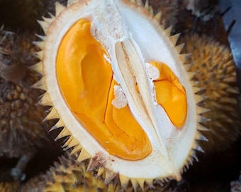 Malaysian Durian Seeds for Planting | Fresh Exotic Tropical Fruit Tree Home Garden
