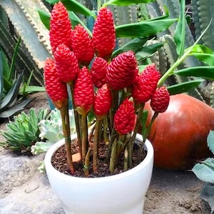 May include: A white ceramic pot containing a vibrant ginger plant with multiple upright, cone-shaped, bright red flower heads. The plant features slender green stems and textured, scale-like bracts on each bloom, set against a natural outdoor backdrop.