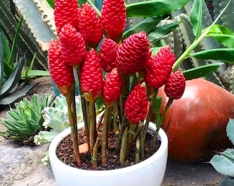 Awapuh/Shampoo Ginger Rhizomes For Plant