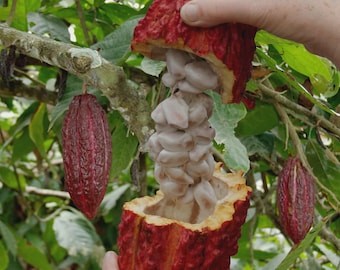 Natural Cocoa Beans | Raw Cacao Seeds | Wellness Product