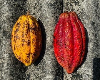 Rare Red Cocoa Seeds | Theobroma Cacao Plant Seeds | Tropical Chocolate Tree