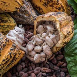 Cacao seeds - Etsy 日本