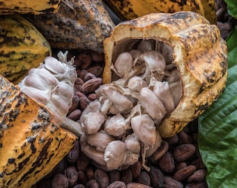 Natural Cocoa Beans | Raw Cacao Seeds | Wellness Product