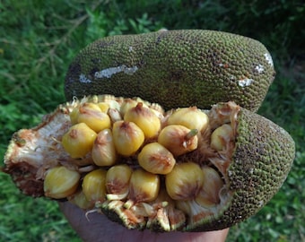 Artocarpus Nobilis Seeds | Rare Sri Lankan Wild Breadfruit Tree Planting