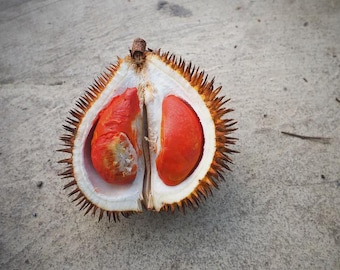 Red Durian Seeds for Planting | Rare Tropical Fruit Seeds | Exotic Garden Grower Collection