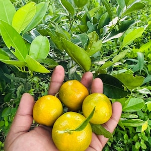 Op de afbeelding: Een hand die vier rijpe, geel-oranje citrusvruchten met groene bladeren vasthoudt. De vruchten bevinden zich voor een achtergrond van groene bladeren en gebladerte, wat wijst op een natuurlijke buitenomgeving. De vruchten lijken op mandarijnen of vergelijkbare citrusvruchten.