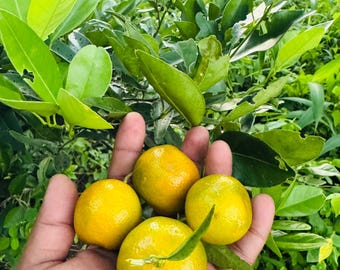 Calamansi Seeds for Planting | Fresh Citrus Fruit, Filipino Calamondin Lime Tree