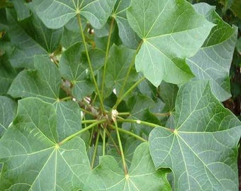 100% Natural Jatropha Leaves | Traditional Herbal Leaf Product | Sun Dried Herb (30 leaf)