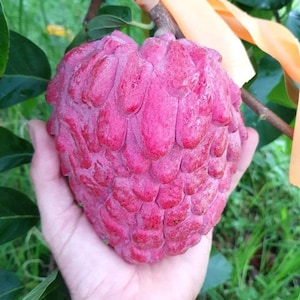 Semillas de chirimoya roja / Árbol frutal tropical raro para plantar