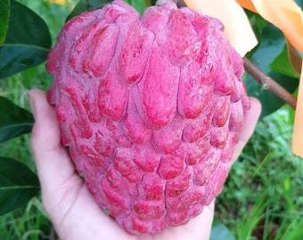 Red Custard Apple Seeds | Rare Tropical Fruit Tree for Planting