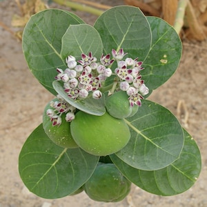 May include: A Calotropis procera plant featuring broad, rounded, matte green leaves arranged in an opposite pattern. Clusters of small, star-shaped flowers with white petals and deep purple centers grow alongside smooth, round, light green fruit pods.