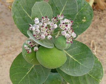 Dried Sodom Apple Leaves | Giant Milkweed Botanical Herbal Supply