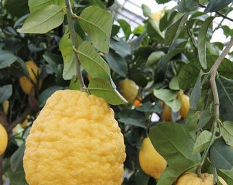 Big Italian hybrid Lemmon seeds For planting