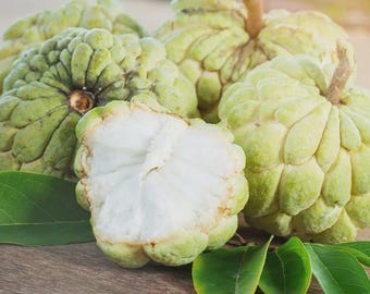 Rare Custard Apple Seeds | Exotic Tropical Fruit Tree for Home Garden Planting