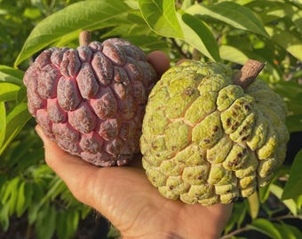 Red Custard Apple Seeds | Rare Tropical Fruit Tree for Planting