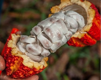 Natural Cocoa Beans | Raw Cacao Seeds | Wellness Product