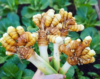 Fresh Turmeric Rhizomes for Planting | Organic Curcuma Longa Garden Herb Starter