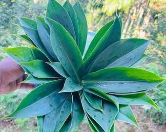Dehydrated Insulin Plant Leaves | Costus Igneus Herbal Leaves | Natural Dried Herb