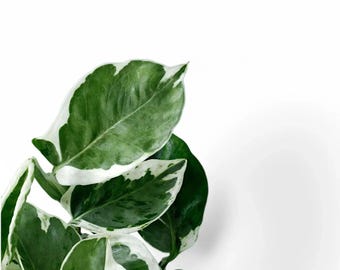 Pearls and Jade Pothos Cutting (Unrooted) – Variegated Pothos Plant Cutting
