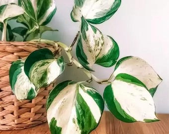 Bouture de manjula pothos (sans racines) – bouture de pothos panachée rare