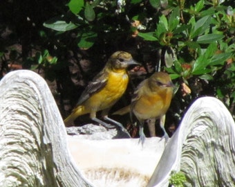 Baltimore Oriole Feeders 2 For 45 See Other Listing (by apresto)
