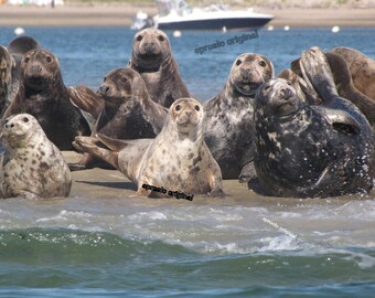 Chatham Seals Canvas Print, Coastal Wall Art (16x20)