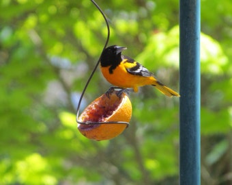 Baltimore Oriole  Feeder 35.00  Simply Perfect.  (by apresto)