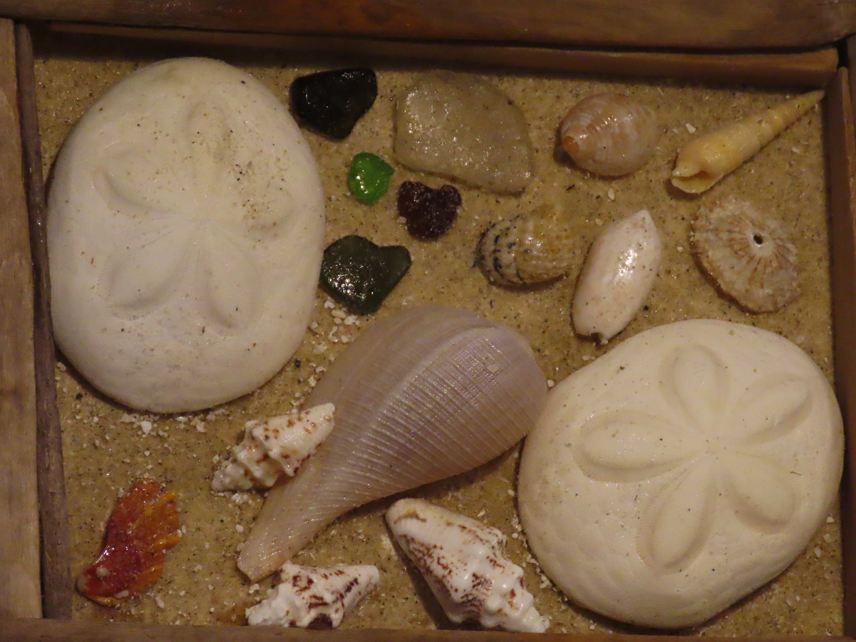 Bahamian Shell and Sea Glass Wall Art in Cape Cod Driftwood - Etsy