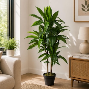 May include: A tall, potted Dracaena plant with long, pointed, vibrant green leaves growing from two slender, textured brown stalks. The plant is housed in a simple, matte black cylindrical pot, creating a clean and vertical display.