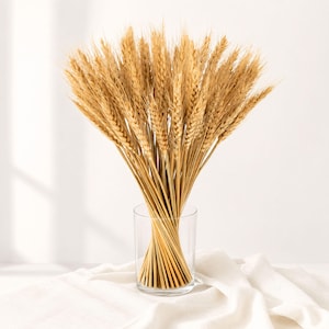 Puede incluir: Un gran ramo de tallos de trigo dorado seco dispuesto en un jarrón cilíndrico de cristal transparente. El trigo presenta espigas texturizadas de color beige y tallos largos y delgados que se abren en abanico, creando un arreglo denso.